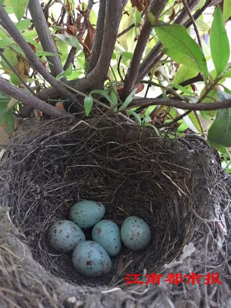 鳥在陽台築巢|鳥巢看鳥的個性…. 自從去年有白頭翁來我陽台樹上築。